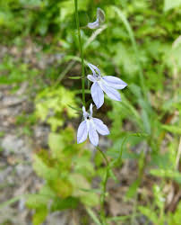 Image result for Mellera lobulata