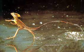 We did not find results for: How Does The Basilisk Lizard Run On Water Wonderopolis