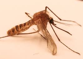 Federico barone responsable del área de zoonosis explica el fenómeno por el cual la ciudad se vio invadida de mosquitos. London Underground Mosquito Wikipedia
