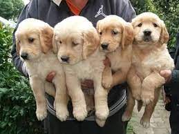 1 kedi 1 kopek sahiplendirme ilanlari golden retriever kopek evcil hayvanlar