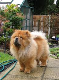 pin by wilma kupper on chow chow chow chow dogs chow chow puppy chow chow