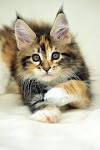 Calico Tortoiseshell Maine Coon