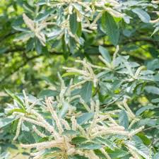 Image result for Buchnera nuttii