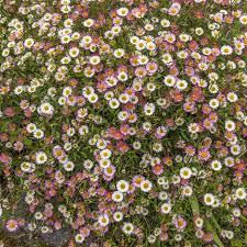 Image result for Erigeron karvinskianus