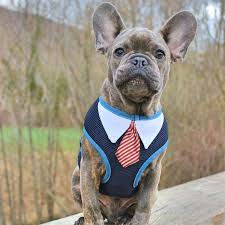 Discover what are the best collars for french bulldogs in 2020. Dog Harness Vest Outdoor Dog Leash Pet Lead Traction Rope Chihuahua Poodle Bichon Schnauzer Pug French Bulldog Clothes Tie Harnesses Aliexpress