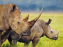 This tutorial collection contains both… Rhinos Are Back To Zambia Especially Africa