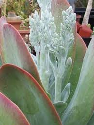 Kalanchoe Luciae Paddle Plant World Of Succulents Paddle Plant Plants Water Wise Plants