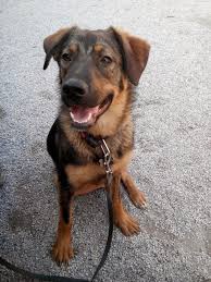 We did not find results for: Hello From A Siberian Husky German Shepherd And Bernese Mountain Dog Mix Introductions Husky Owners The Siberian Husky Forum