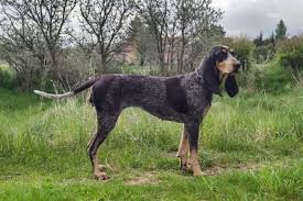 Image result for švycký honič