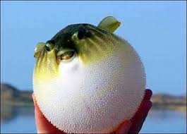 Puffer Fish Puffer Fish Fish Cute Animals