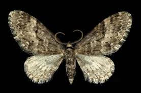 Image result for Eupithecia actaeata