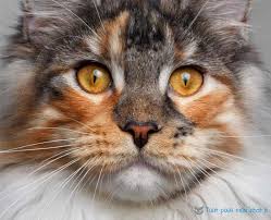 They are well suited to any home. Chat Maine Coon La Plus Grande Race De Chat Tout Pour Mon Chat