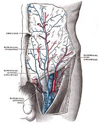 Veia Femoral Wikipedia A Enciclopedia Livre