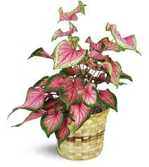 Image result for Caladium
