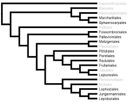 Image result for Anthephora pungens
