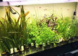 Wendtii rubella is an easy, adaptable aquarium plant, also growing in harder water. 09br0040e Zk1m