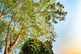 Image result for Pterocarpus indicus