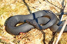 It is time to roll up 3. What Can You Do To Keep Snakes Away From Your Property Critter Capture Llc