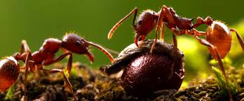 نتیجه جستجوی لغت [ants] در گوگل