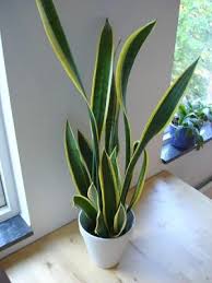 Snake Plant Poisonous Plant For Pets
