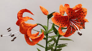 Check spelling or type a new query. Abc Tv How To Make Tiger Lily Paper Flower Craft Tutorial Youtube