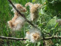 Image result for Goat Willow