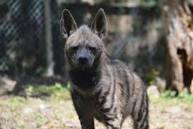 Image result for Heinsia zanzibarica