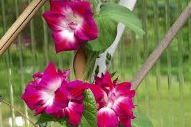 Pin On Annuals