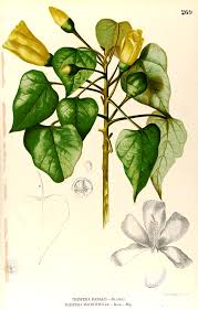 Image result for Thespesia populneoides