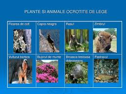 Recensământ al animalelor protejate în judeţul bacău. Ppt Plante Si Animale Powerpoint Presentation Free Download Id 3858204