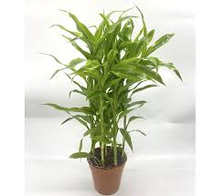 Image result for Dracaena sanderiana