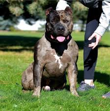 Unlike a pitbull, the xl bully lacks the aggressive drive. American Xl Bullies Near Me Home Facebook
