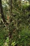 Image result for Helixanthera woodii