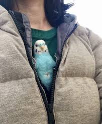 Cute Duck Panosundaki Pin