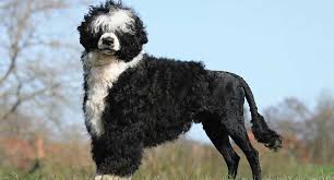 We did not find results for: These Low Shedding Dog Breeds Lose Far Less Hair Than Most Petfinder
