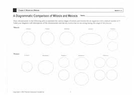 Within the plant kingdom the dominance of phases varies. 17 Best Images Of Mitosis Concept Map Worksheet Cell Worksheet Template Tips And Reviews