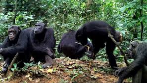 Image result for Thomandersia hensii