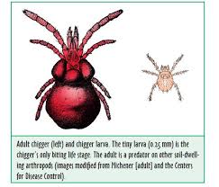 Information about how to get rid of and how to treat chiggers, including chigger bite pictures. Chiggers What Does A Chigger Bite Look Like And How Do You Treat It