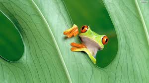 Follow the vibe and change your wallpaper every day! Cute Frogs Wallpapers Top Free Cute Frogs Backgrounds Wallpaperaccess