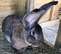 Routine checkups, treatment or vaccinations Bunny Snatched Record Holding Giant Rabbit Stolen In Uk World News Us News