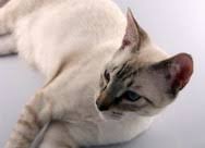 Sometimes there will be one or two in a litter. Lynx Point Siamese Cats