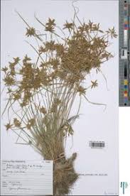 Image result for Pycreus flavescens