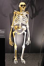 Australopithecus sediba - Wikipedia