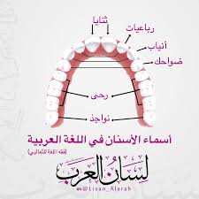اسماء الاسنان Learn Arabic Language Arabic Language Learning Arabic