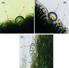 Searching meanings in arabic can be beneficial for understanding the context in an efficient manner. Essential Oil And Glandular Hairs Diversity And Roles Intechopen