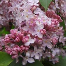 Flieder Syringa Vulgaris Lucie Baltet Rosa Flieder Gemeiner Flieder Flieder Pflanzen