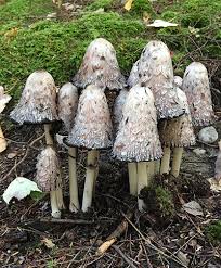 Image result for Coprinus comatus
