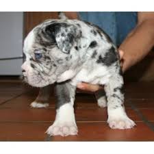 Alapaha blue blood bulldogs will do okay in an apartment if they are sufficiently exercised. Whyte Kennel Alapahas Alapaha Blue Blood Bulldog Breeder In Haywards Heath West Sussex
