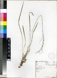 Image result for Panicum heterostachyum