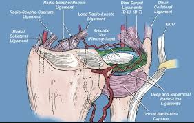 Image result for Triangular Fibrocartilage Complex Injury